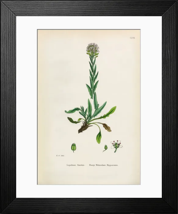 Framed Print : Hairy Mithridate Pepperwort, Lepidium Smithii, Victorian Botanical Illustration, 1863 Framed Print : Hairy Mithridate Pepperwort, Lepidium Smithii, Victorian Botanical Illustration, 1863