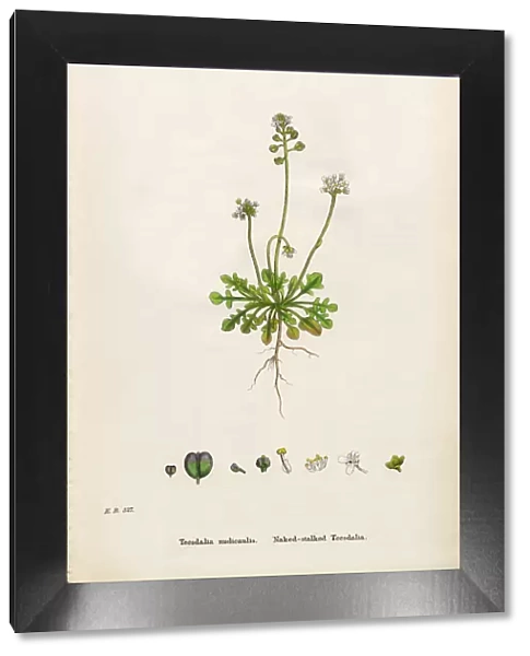 Naked-stalked Teesdalia, Teesdalia nudicaulis, Victorian Botanical Illustration, 1863