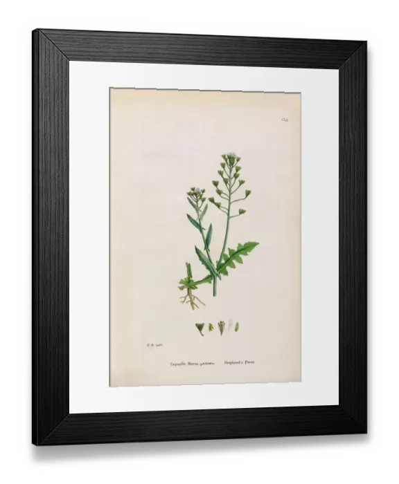 Framed Print : Shepherdas Purse, Capsella Bursa-pastoris, Victorian Botanical Illustration, 1863 Framed Print : Shepherdas Purse, Capsella Bursa-pastoris, Victorian Botanical Illustration, 1863