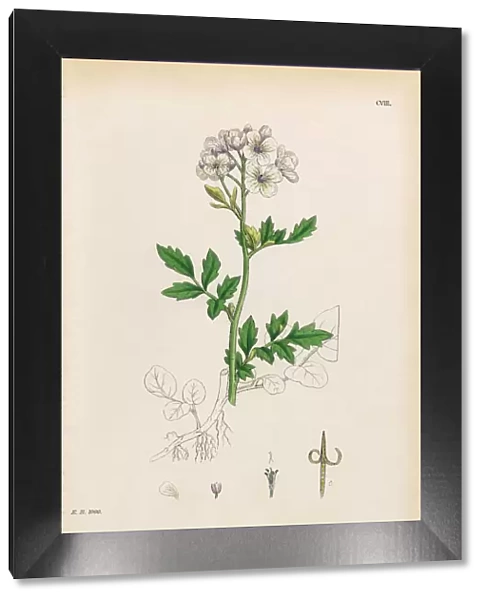 Bitter Ladyas Smock, Cardamine Amara, Victorian Botanical Illustration, 1863