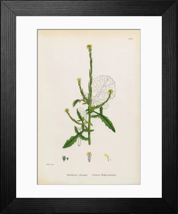 Framed Print : Common Hedge Mustard, Sisymbrium Officinale, Victorian Botanical Illustration, 1863 Framed Print : Common Hedge Mustard, Sisymbrium Officinale, Victorian Botanical Illustration, 1863