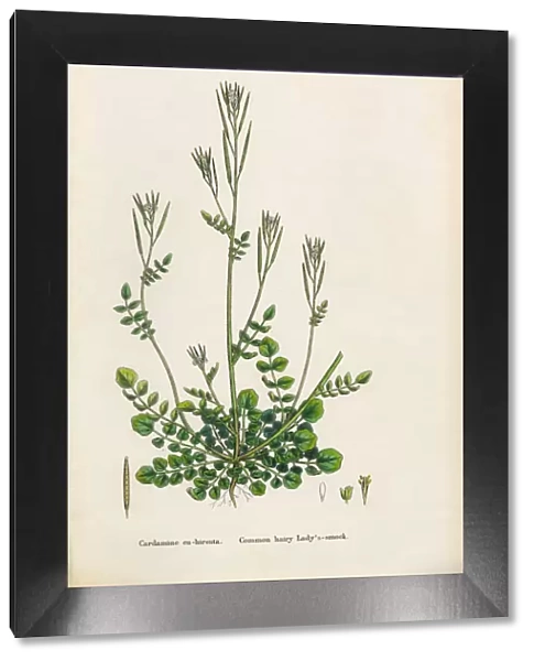 Common Hairy Ladyas Smock, Cardamine Euhirsuta, Victorian Botanical Illustration, 1863