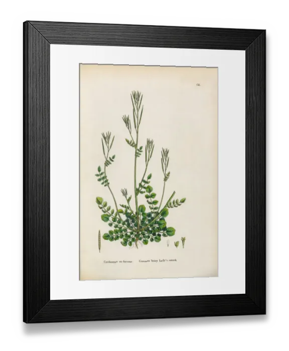Framed Print : Common Hairy Ladyas Smock, Cardamine Euhirsuta, Victorian Botanical Illustration, 1863 Framed Print : Common Hairy Ladyas Smock, Cardamine Euhirsuta, Victorian Botanical Illustration, 1863