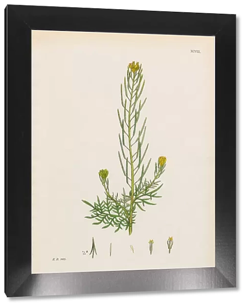 Flixweed, Sisymbrium Sophia, Victorian Botanical Illustration, 1863