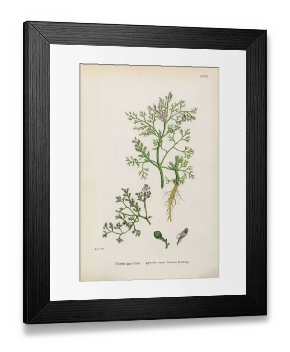 Framed Print : Lamarkas Fumitory, Fumaria parviflora, Victorian Botanical Illustration, 1863 Framed Print : Lamarkas Fumitory, Fumaria parviflora, Victorian Botanical Illustration, 1863