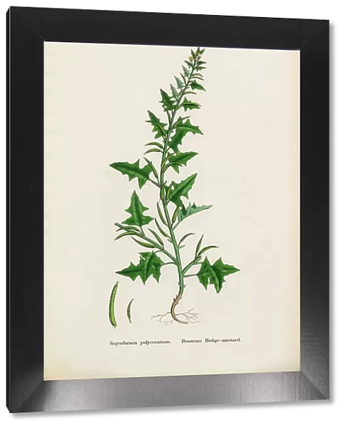 Prostrate Hedge Mustard, Sisymbrium Polyceratium, Victorian Botanical Illustration, 1863