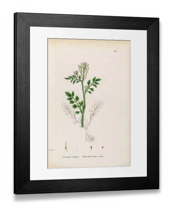 Framed Print : Wood Hairy Ladyas Smock, Cardamine Sylvatica, Victorian Botanical Illustration, 1863 Framed Print : Wood Hairy Ladyas Smock, Cardamine Sylvatica, Victorian Botanical Illustration, 1863