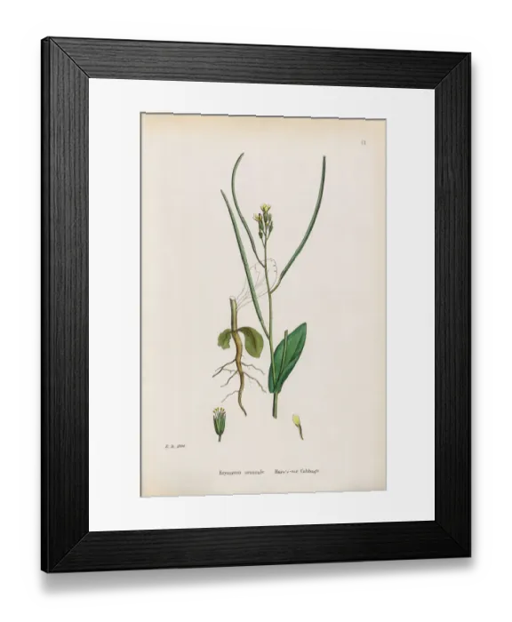 Framed Print : Garlic Hedge Mustard, Sisymbrium Alliaria, Victorian Botanical Illustration, 1863 Framed Print : Garlic Hedge Mustard, Sisymbrium Alliaria, Victorian Botanical Illustration, 1863