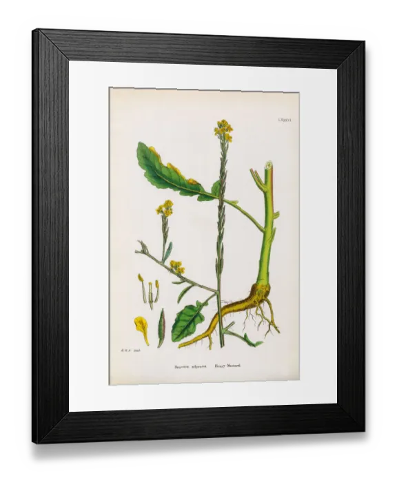 Framed Print : Hoary Mustard, Brassica adpressa, Victorian Botanical Illustration, 1863 Framed Print : Hoary Mustard, Brassica adpressa, Victorian Botanical Illustration, 1863