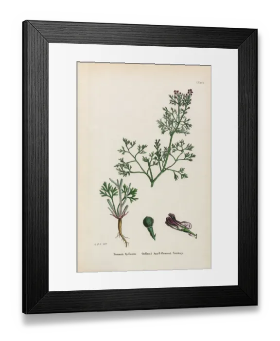 Framed Print : Vaillantas Fumitory, Fumaria Vaillantii, Victorian Botanical Illustration, 1863