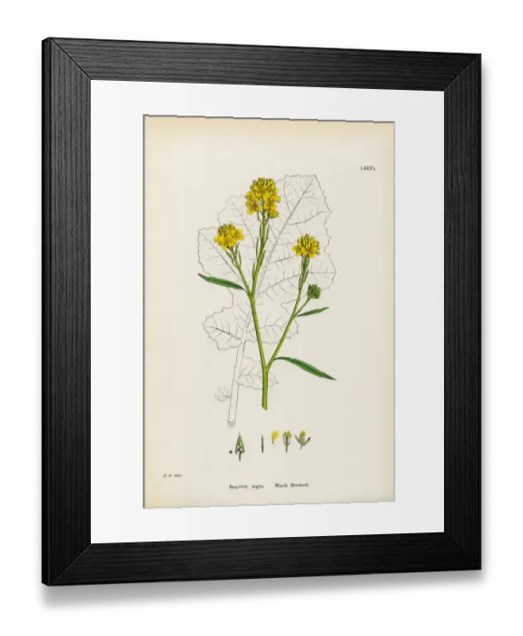 Framed Print : Black Mustard, Brassica Nigra, Victorian Botanical Illustration, 1863 Framed Print : Black Mustard, Brassica Nigra, Victorian Botanical Illustration, 1863