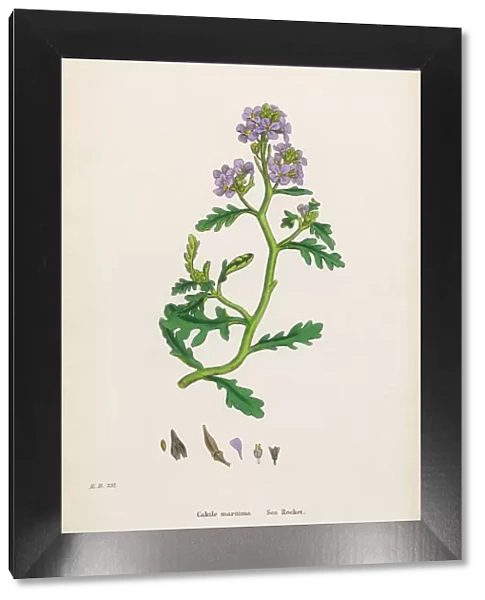 Sea Rocket, Cakile maritima, Victorian Botanical Illustration, 1863
