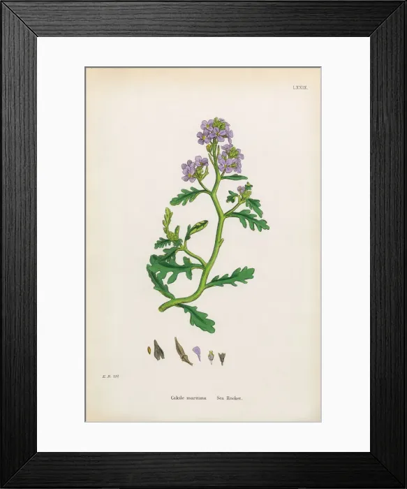 Framed Print : Sea Rocket, Cakile maritima, Victorian Botanical Illustration, 1863 Framed Print : Sea Rocket, Cakile maritima, Victorian Botanical Illustration, 1863