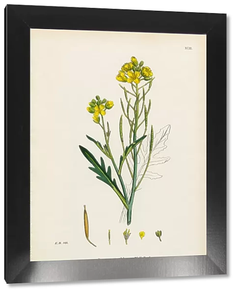 Wall Rocket, Brassica Tenuifolia, Victorian Botanical Illustration, 1863