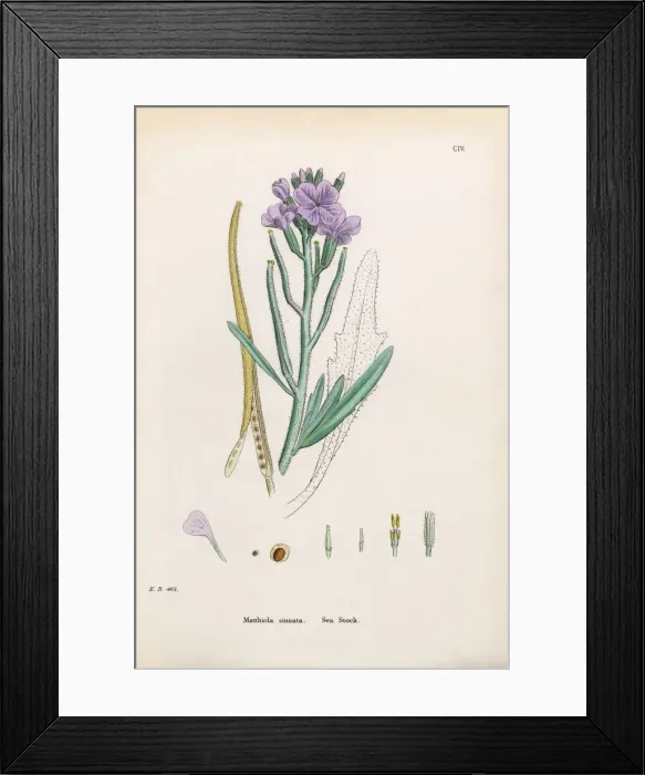 Framed Print : Sea Stock, Matthiola Sinuata, Victorian Botanical Illustration, 1863 Framed Print : Sea Stock, Matthiola Sinuata, Victorian Botanical Illustration, 1863