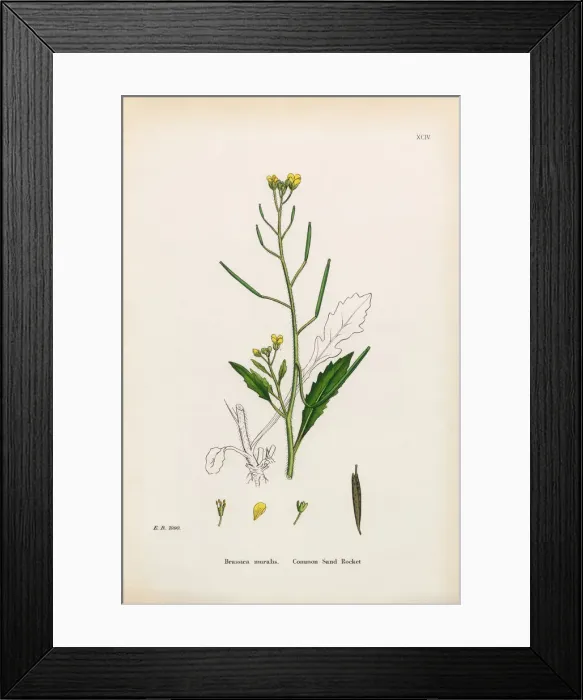 Framed Print : Common Sand Rocket, Brassica Muralis, Victorian Botanical Illustration, 1863 Framed Print : Common Sand Rocket, Brassica Muralis, Victorian Botanical Illustration, 1863