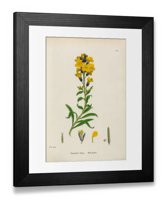 Framed Print : Wallflower, Cheiranthus Cheiri, Victorian Botanical Illustration, 1863 Framed Print : Wallflower, Cheiranthus Cheiri, Victorian Botanical Illustration, 1863