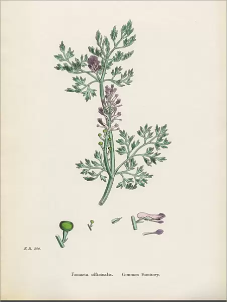 Common Fumitory, Fumaria officinalis, Victorian Botanical Illustration, 1863