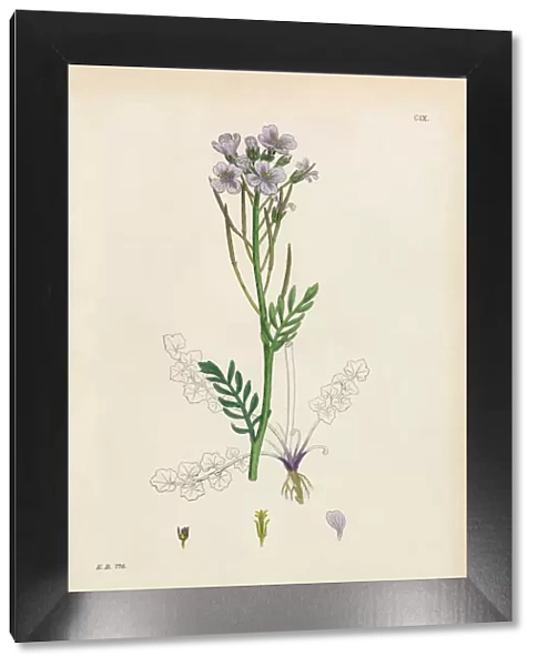 Meadow Ladyas Smock, Cardamine Pratensis, Victorian Botanical Illustration, 1863