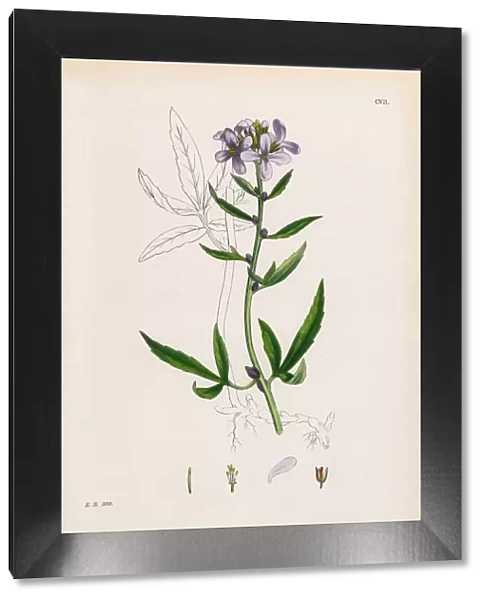 Bulbiferious Coralwort, Cardamine Bulbifera, Victorian Botanical Illustration, 1863