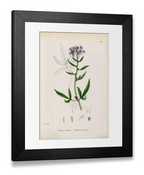 Framed Print : Bulbiferious Coralwort, Cardamine Bulbifera, Victorian Botanical Illustration, 1863 Framed Print : Bulbiferious Coralwort, Cardamine Bulbifera, Victorian Botanical Illustration, 1863
