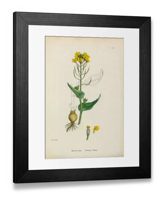 Framed Print : Common Turnip, Brassica rapa, Victorian Botanical Illustration, 1863 Framed Print : Common Turnip, Brassica rapa, Victorian Botanical Illustration, 1863