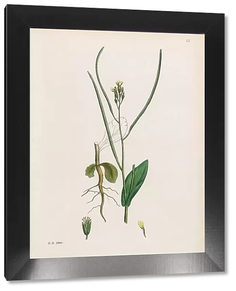 Hareas Ear Cabbage, Erysimum orientale, Victorian Botanical Illustration, 1863