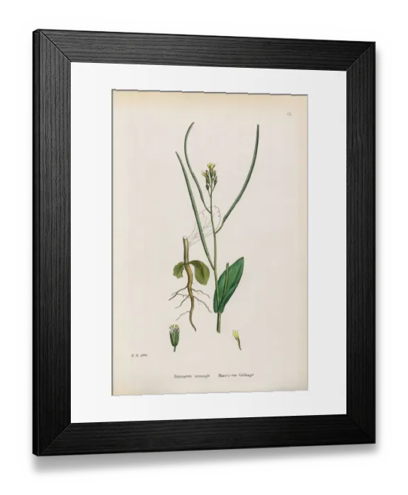 Framed Print : Hareas Ear Cabbage, Erysimum orientale, Victorian Botanical Illustration, 1863 Framed Print : Hareas Ear Cabbage, Erysimum orientale, Victorian Botanical Illustration, 1863