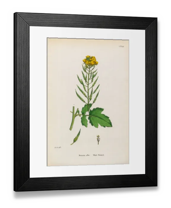 Framed Print : White Mustard, Brassica Alba, Victorian Botanical Illustration, 1863 Framed Print : White Mustard, Brassica Alba, Victorian Botanical Illustration, 1863