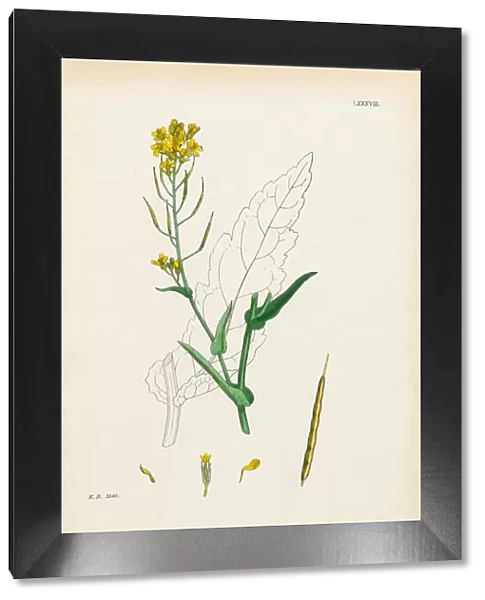 Rape, Brassica Napus, Victorian Botanical Illustration, 1863