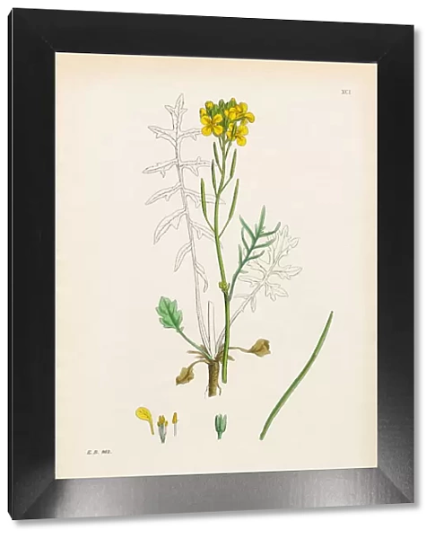 Dwarf Wallflower Cabbage, Brassica eumonensis, Victorian Botanical Illustration, 1863