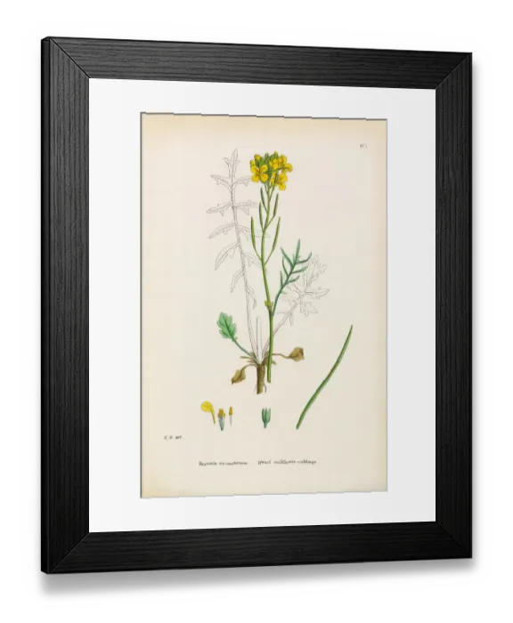 Framed Print : Dwarf Wallflower Cabbage, Brassica eumonensis, Victorian Botanical Illustration, 1863 Framed Print : Dwarf Wallflower Cabbage, Brassica eumonensis, Victorian Botanical Illustration, 1863