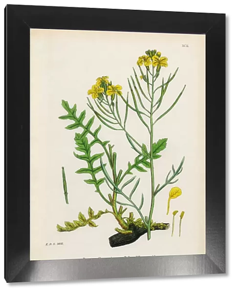 Tall Wallflower Cabbage, Brassica Cheiranthus, Victorian Botanical Illustration, 1863