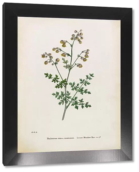 Lesser Meadow Rue, Thalictrum minus montanum, Victorian Botanical Illustration, 1863