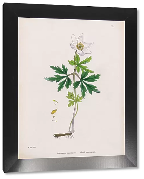 Wood Anemone, Anemone, Anemone nemorosa, Victorian Botanical Illustration, 1863