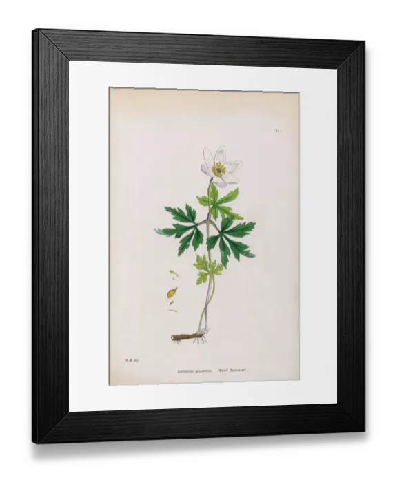 Framed Print : Wood Anemone, Anemone, Anemone nemorosa, Victorian Botanical Illustration, 1863 Framed Print : Wood Anemone, Anemone, Anemone nemorosa, Victorian Botanical Illustration, 1863