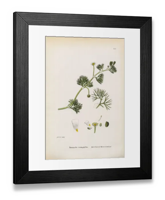 Framed Print : Hair-leaved Crowfoot, Ranunculus trichophyllus, Victorian Botanical Illustration, 1863 Framed Print : Hair-leaved Crowfoot, Ranunculus trichophyllus, Victorian Botanical Illustration, 1863