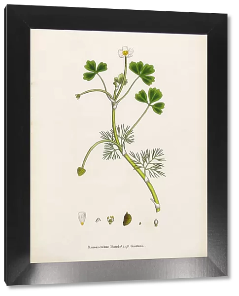 Crowfoot, Ranunculus Baudotii confusa, Victorian Botanical Illustration, 1863