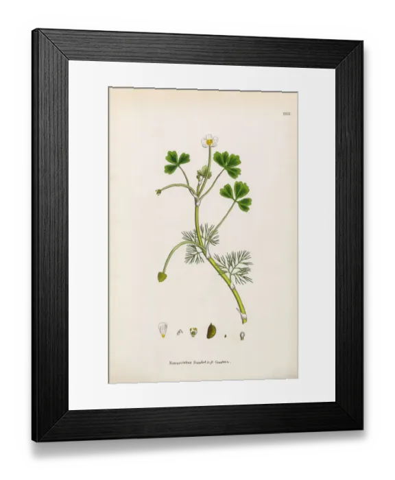 Framed Print : Crowfoot, Ranunculus Baudotii confusa, Victorian Botanical Illustration, 1863 Framed Print : Crowfoot, Ranunculus Baudotii confusa, Victorian Botanical Illustration, 1863