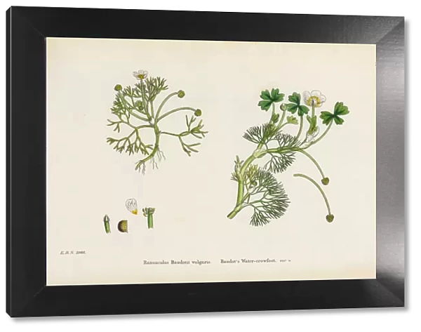 Baudotas Crowfoot, Ranunculus Baudotii vulgaris, Victorian Botanical Illustration, 1863