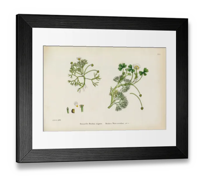 Framed Print : Baudotas Crowfoot, Ranunculus Baudotii vulgaris, Victorian Botanical Illustration, 1863 Framed Print : Baudotas Crowfoot, Ranunculus Baudotii vulgaris, Victorian Botanical Illustration, 1863