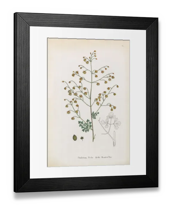 Framed Print : Kochas Meadow Rue, Thalictrum Kochin, Victorian Botanical Illustration, 1863 Framed Print : Kochas Meadow Rue, Thalictrum Kochin, Victorian Botanical Illustration, 1863