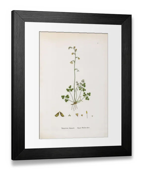 Framed Print : Alpine Meadow Rue, Thalictrum Alpinum, Victorian Botanical Illustration, 1863 Framed Print : Alpine Meadow Rue, Thalictrum Alpinum, Victorian Botanical Illustration, 1863
