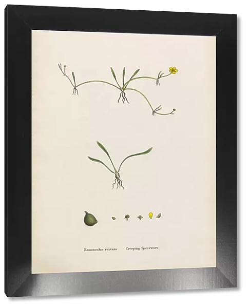 Creeping Spearwort, Ranunculus reptans, Victorian Botanical Illustration, 1863