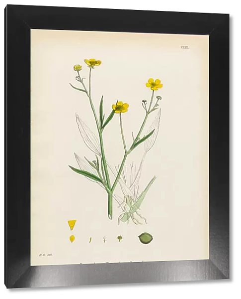 Lesser Spearwort, Ranunculus eu-Flammula, Victorian Botanical Illustration, 1863