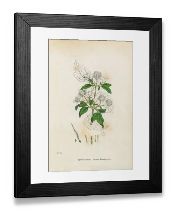 Framed Print : Travelleras Joy, Clematis Vitalba, Victorian Botanical Illustration, 1863 Framed Print : Travelleras Joy, Clematis Vitalba, Victorian Botanical Illustration, 1863