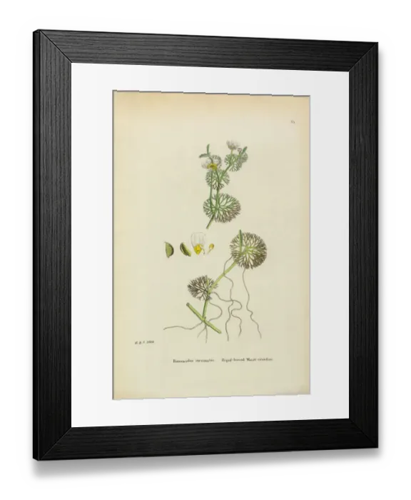 Framed Print : Crowfoot, Ranunculus circinatus, Victorian Botanical Illustration, 1863 Framed Print : Crowfoot, Ranunculus circinatus, Victorian Botanical Illustration, 1863