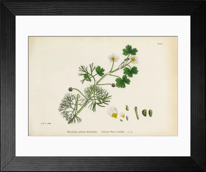 Framed Print : Crowfoot, Ranunculus floribundus, Victorian Botanical Illustration, 1863 Framed Print : Crowfoot, Ranunculus floribundus, Victorian Botanical Illustration, 1863