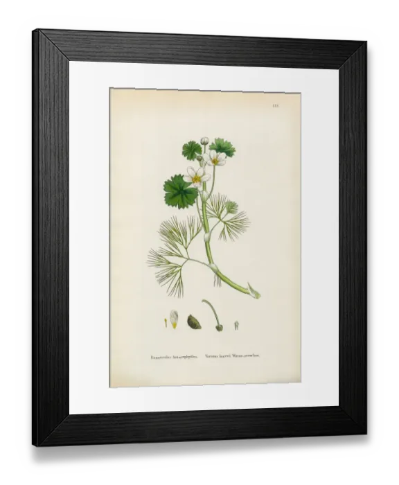 Framed Print : Crowfoot, Ranunculus heterophyllus, Victorian Botanical Illustration, 1863 Framed Print : Crowfoot, Ranunculus heterophyllus, Victorian Botanical Illustration, 1863