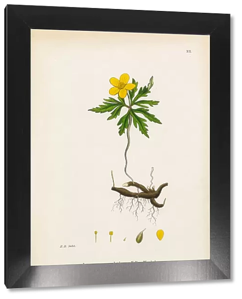 Yellow Wood Anemone, Anemone, Anemone ranunculoides, Victorian Botanical Illustration, 1863